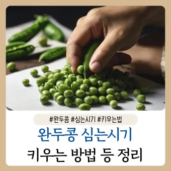 완두콩 수확시기 파종시기 삶는 법 재배법_26
