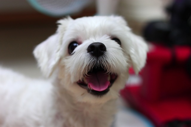 소형 애완견