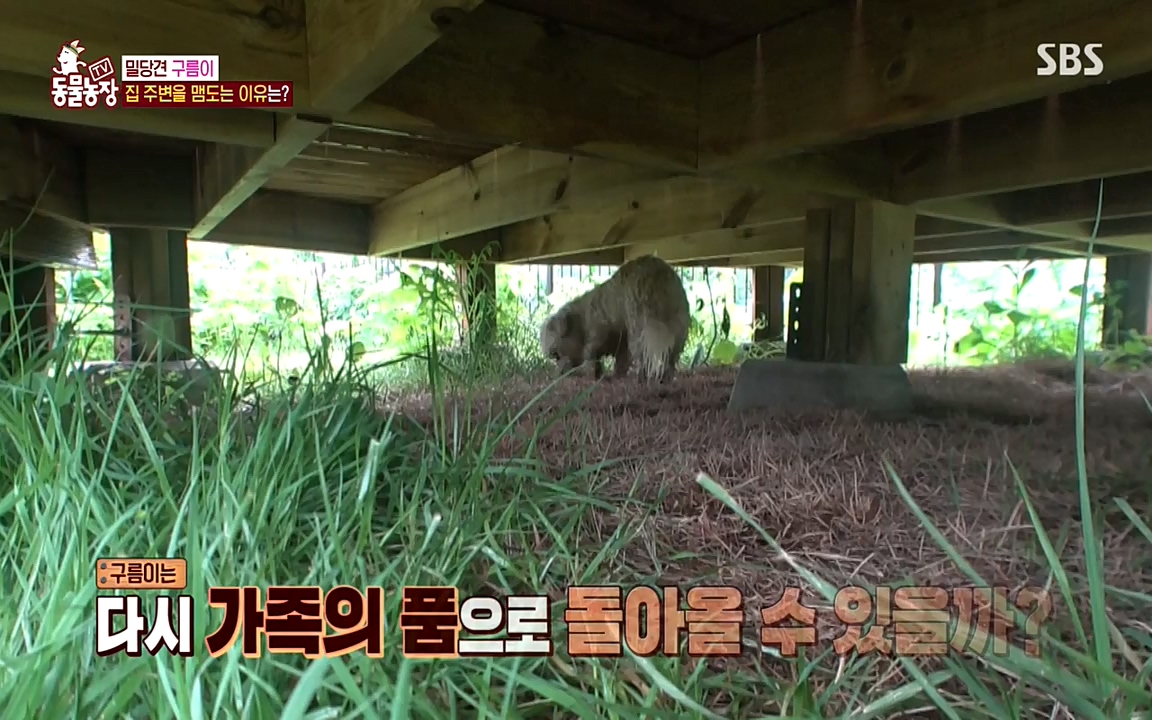 TV 동물농장.E1080.220732p-NEXT.mp4_20220731_174246.866.jpg