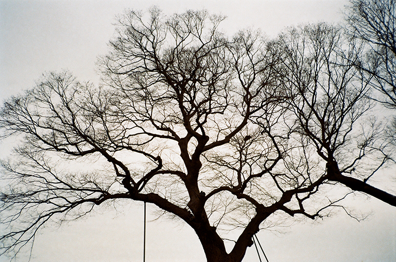 김포시 하성면 가금리에 있는 수령 약 500년의 느티나무, 부부서낭. 겨울에 역광으로 담은 필름 사진이다.