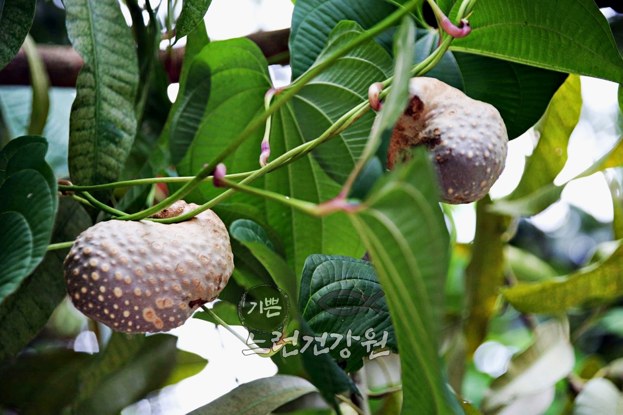 가지 끝에서 익어가고 있는 하늘마