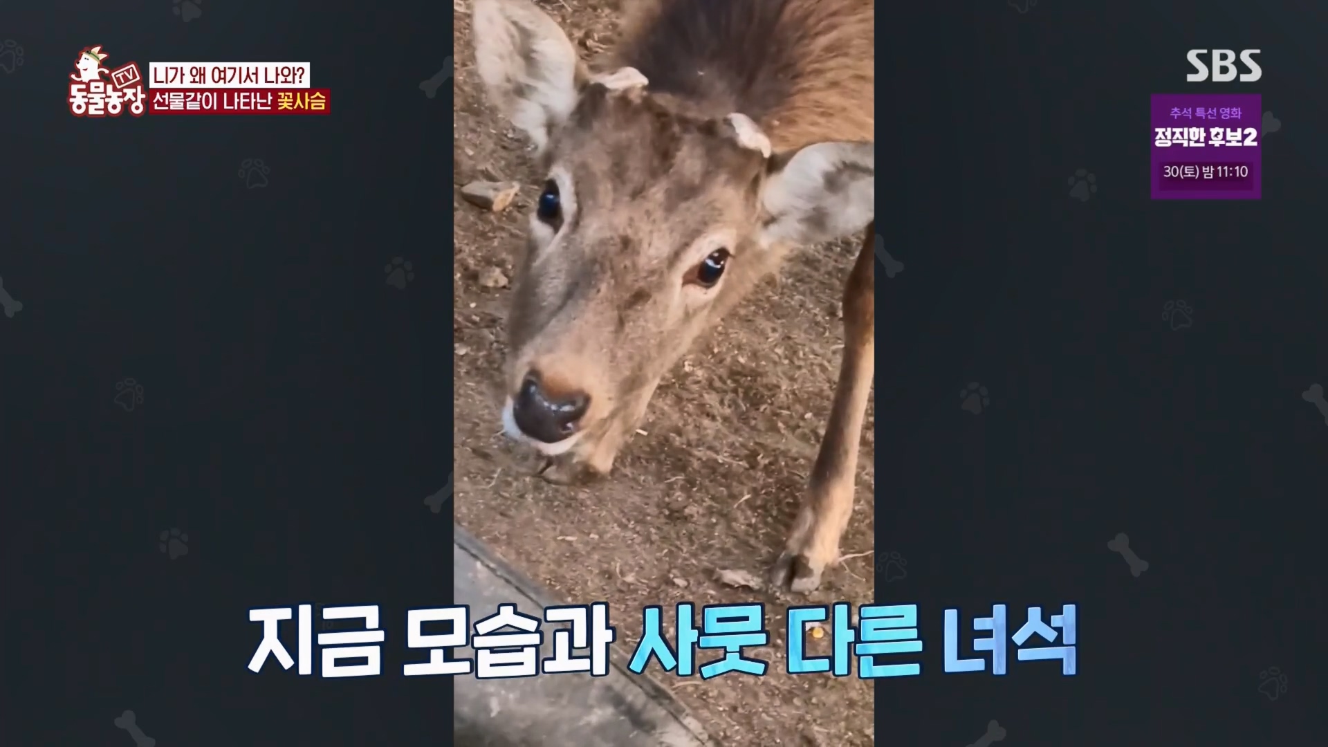 TV 동물농장.E1139.230924p.H264-F1RST.mp4_20230924_171620.557.jpg