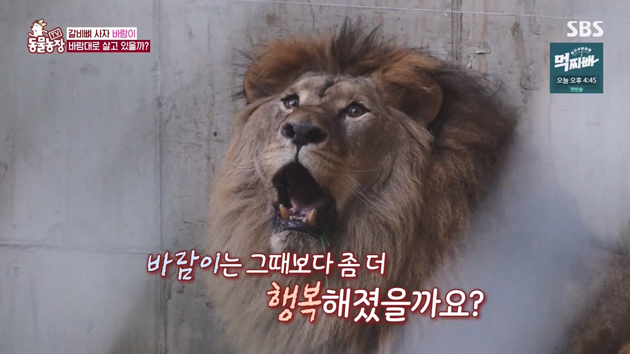 TV 동물농장.E1140.231009p-NEXT.mp4_20231008_174826.074.jpg