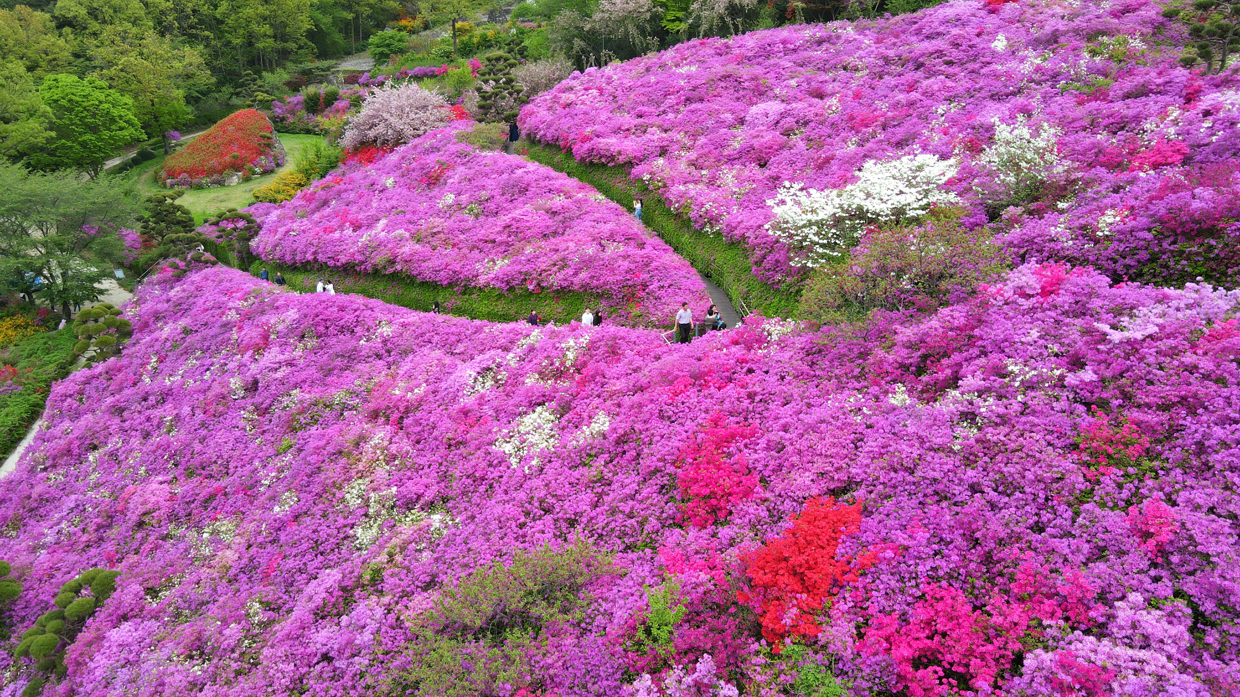 화산꽃동산_드론촬영