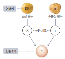 우열의 원리