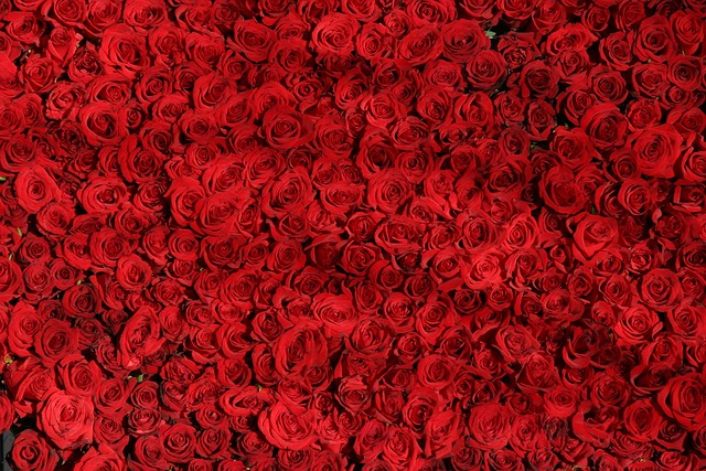 Rose&#44; Red roses