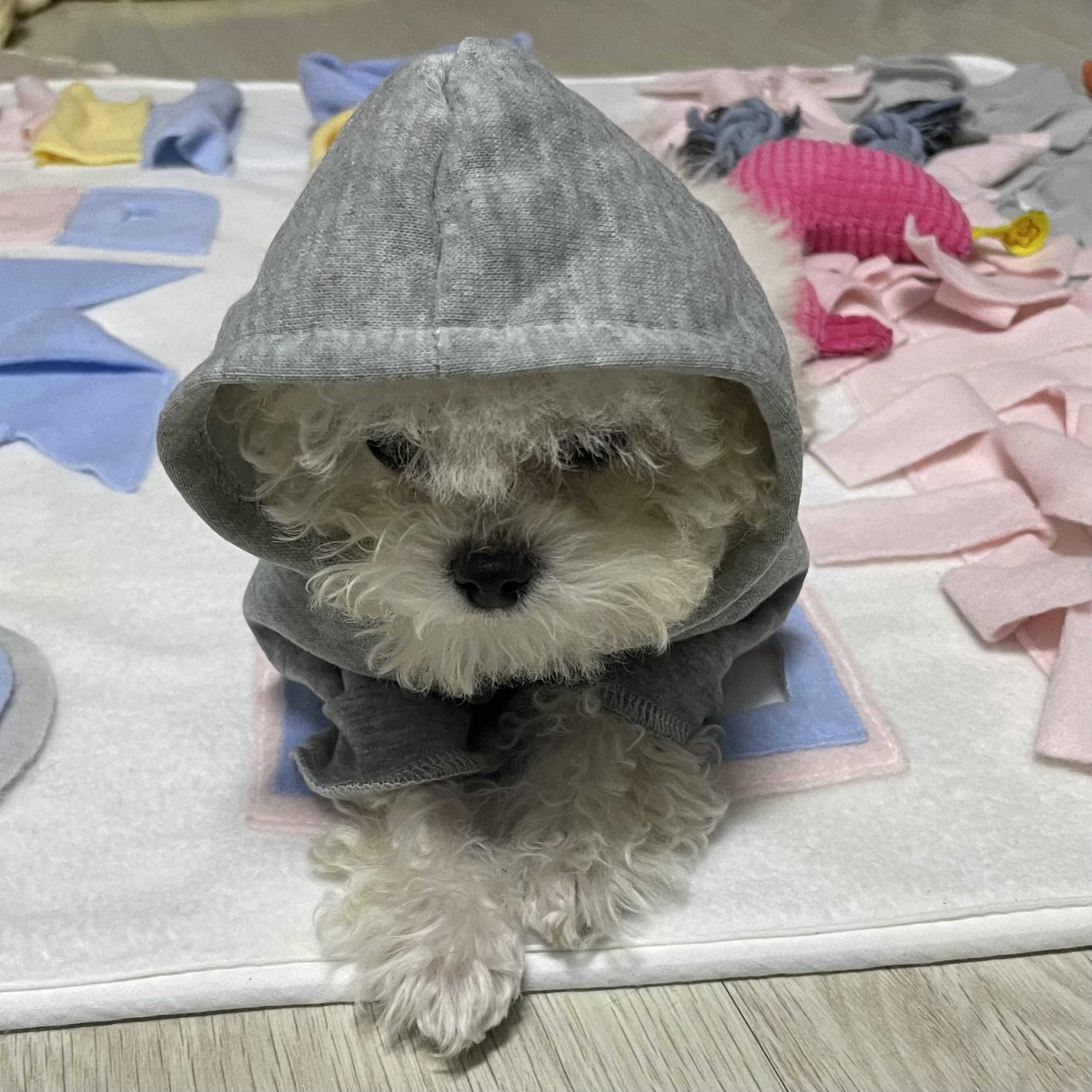  패퍼의 현실