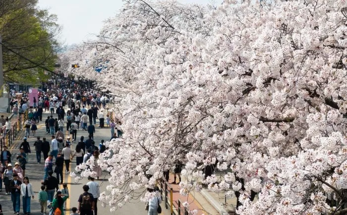 2025 벚꽃 개화시기 완벽 가이드