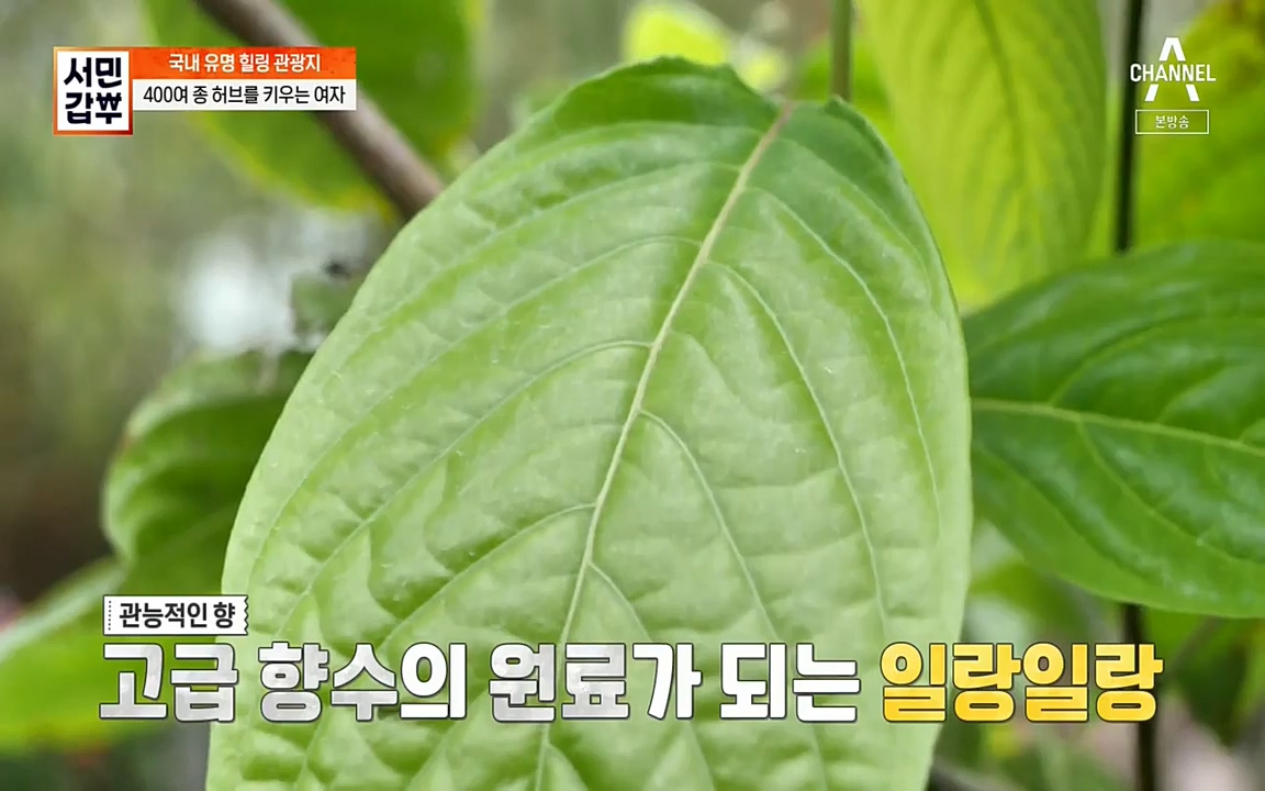 서민 갑부.E380.220424p-NEXT.mp4_20220424_182244.139.jpg