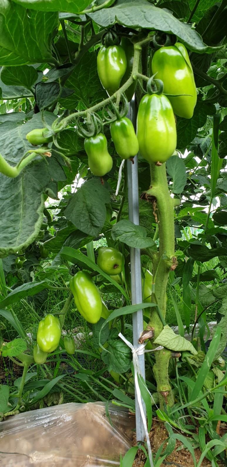 고추 ...모두싹 살포 물에 잠긴 5