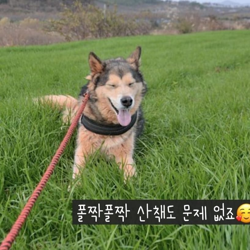 순둥이 록키의 가족찾기 대형견 유기견입양 말라뮤트 6