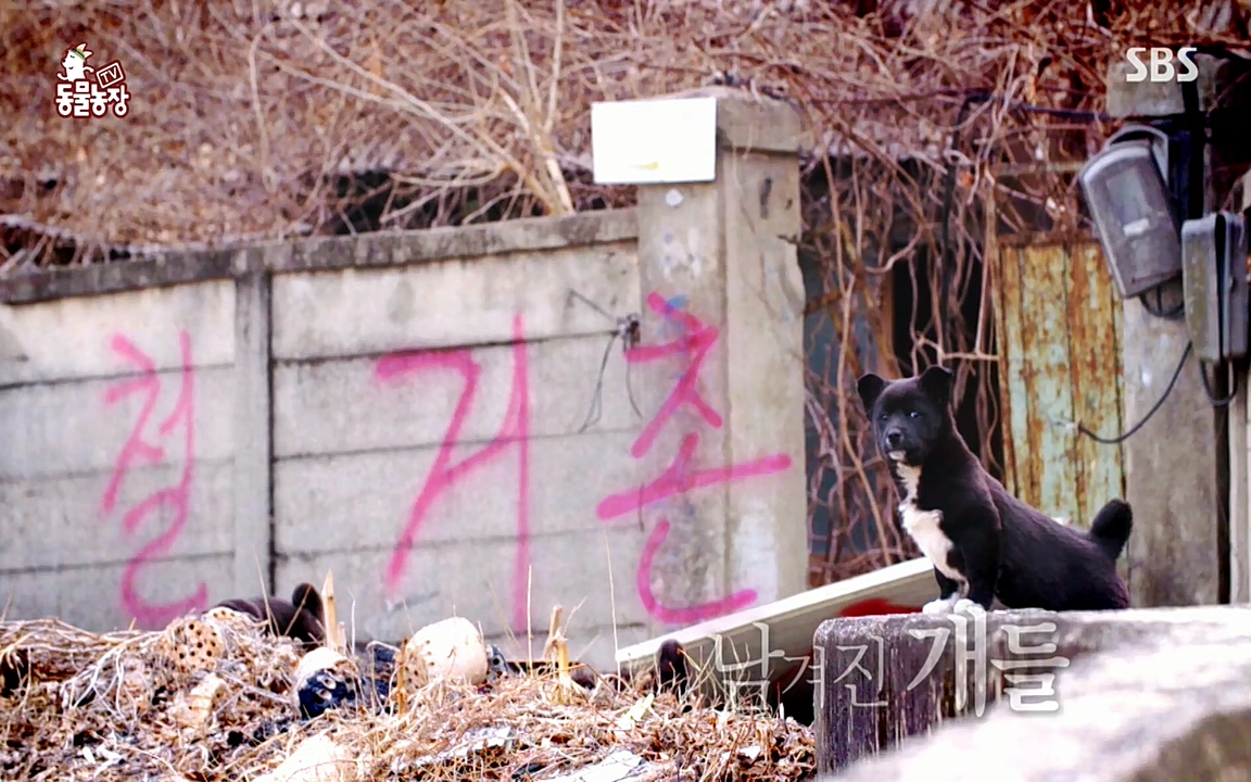 TV 동물농장.E1065.220418p-NEXT.mp4_20220417_181305.838.jpg
