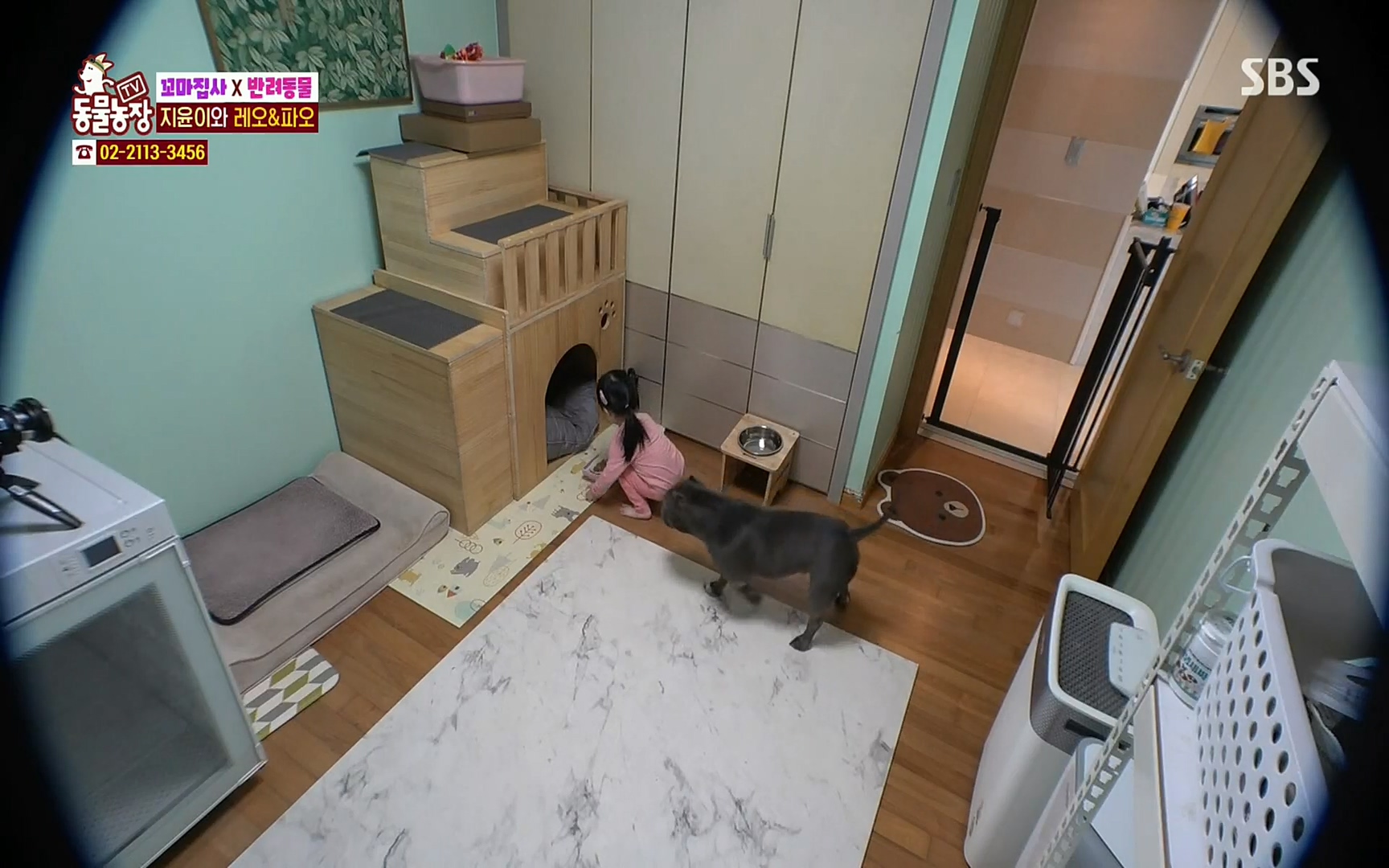 TV 동물농장.E1061.220320p.H264-F1RST.mp4_20220320_183615.619.jpg