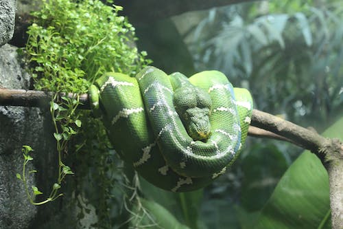 초록뱀