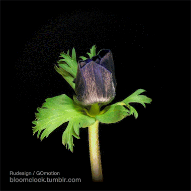 img.gif