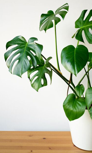 몬스테라(Monstera)