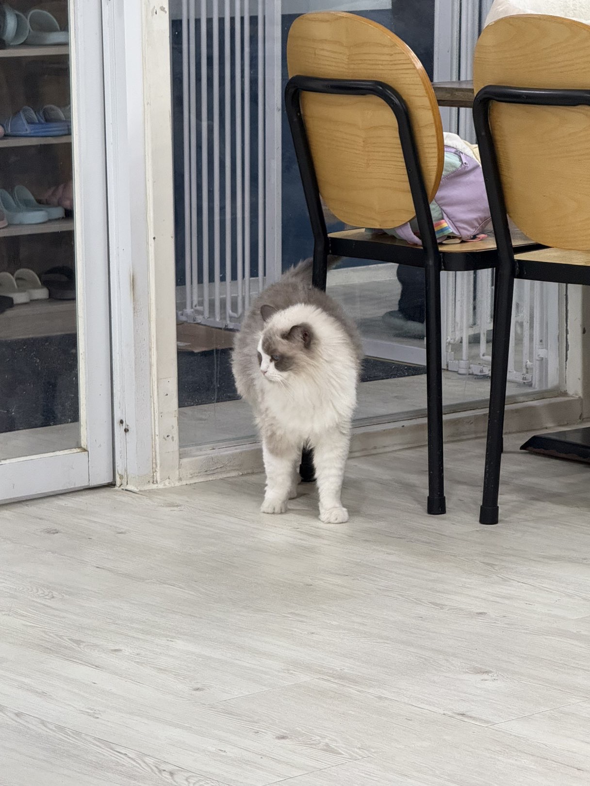 대구 고양이 카페