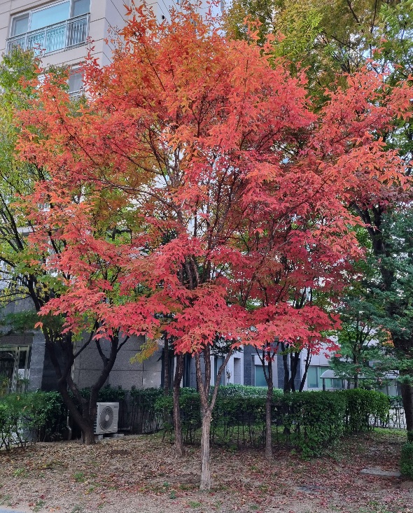 나이 들어가면서 떨어지는 낙엽과 단풍을 보면 지난 시절과는 다른 느낌으로 다가온다. 겉보기에는 예쁜 단풍잎도 지난 계절의 고난을 견뎌낸 상흔들이 여기저기 보이기 때문이다.