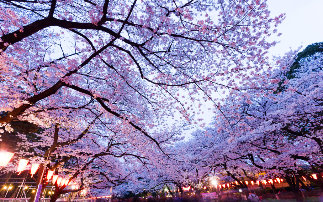 우에노-공원-벚꽃