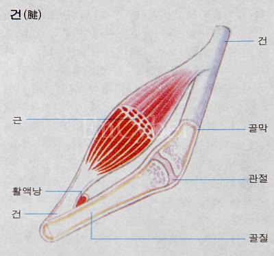 힘줄 이미지