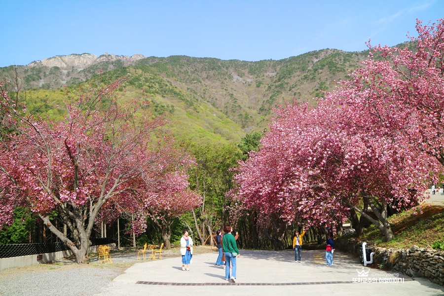 겹벚꽃 나무 사이로 사람들이 사진을 찍고 있다