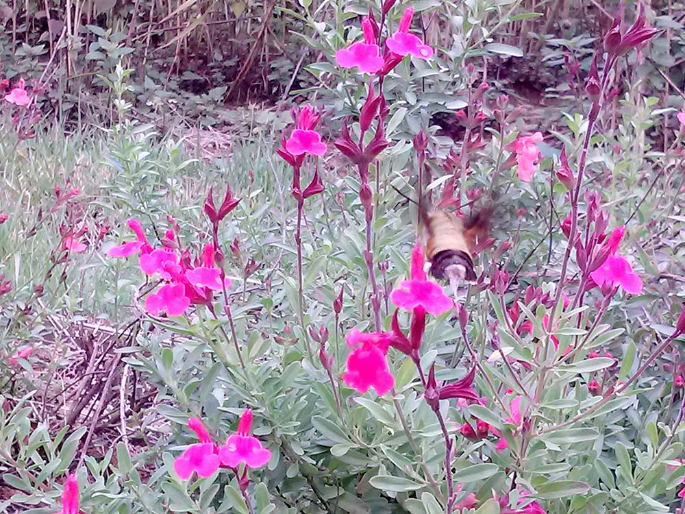  걷고 사랑하며 #244: 벌새(Hummingbird)? 아니 박각시나방(Hawkmoth)