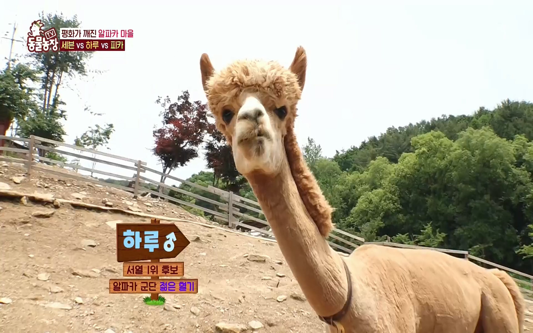 TV 동물농장.E1078.220717p.H264-F1RST.mp4_20220717_151148.246.jpg