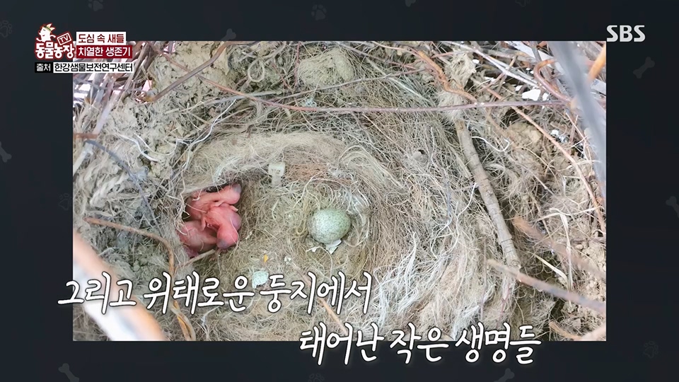 TV 동물농장.E1126.230625p.H264-F1RST.mp4_20230626_204305.465.jpg