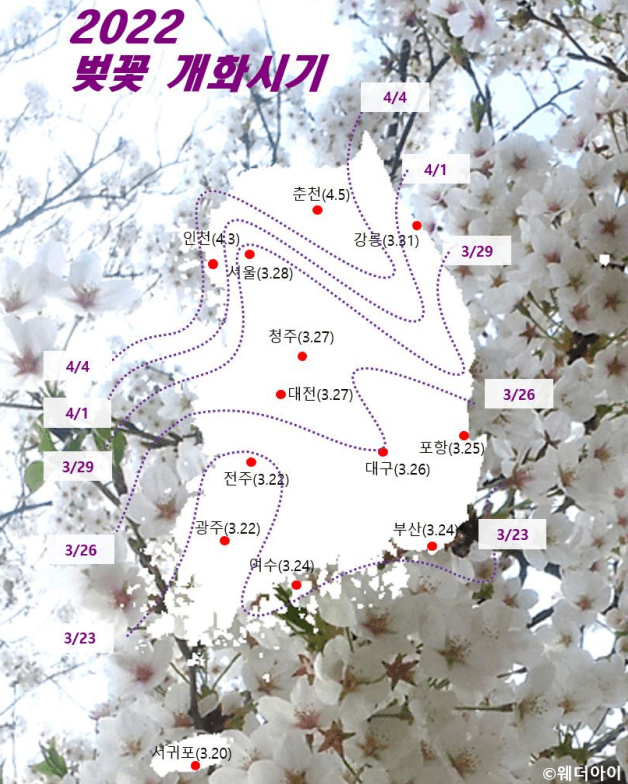 2022년 벚꽃 개화 시기 전국 지도