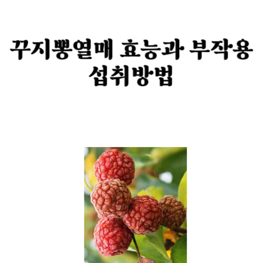 꾸지뽕열매 효능과 부작용&#44; 섭취방법