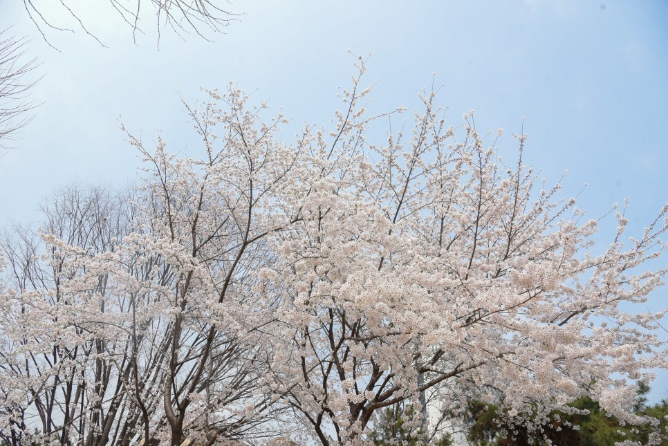 벚꽃