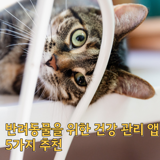  반려동물을 위한 건강 관리 앱 5가지 추천