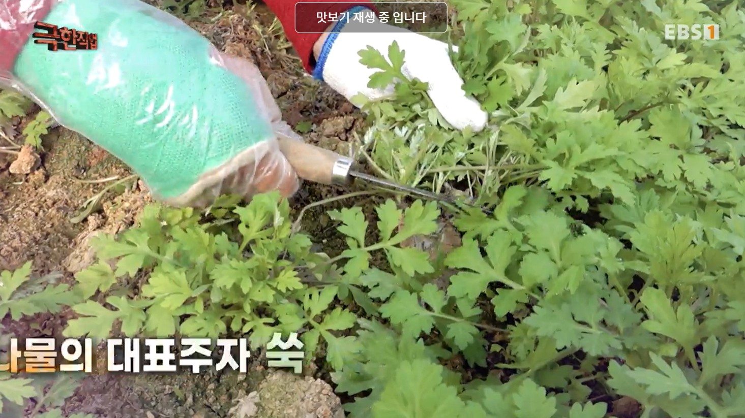 극한직업 쑥떡 주문 택배
