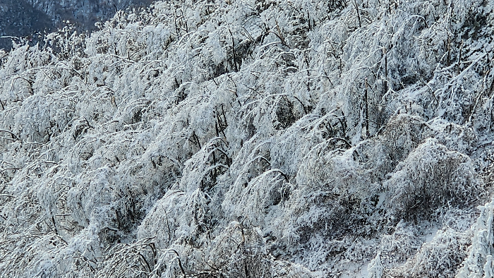 바래봉 빙화목