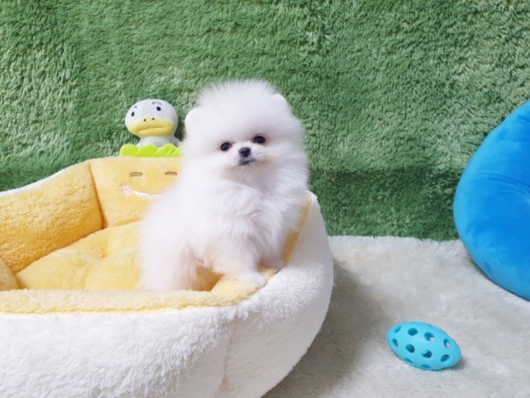 좋은 화이트 포메라니안 광주견분양 사교성 3