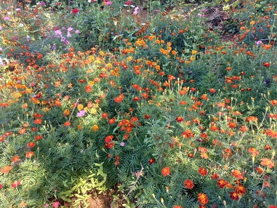 임실 옥정호 요산공원 갖가지 꽃들