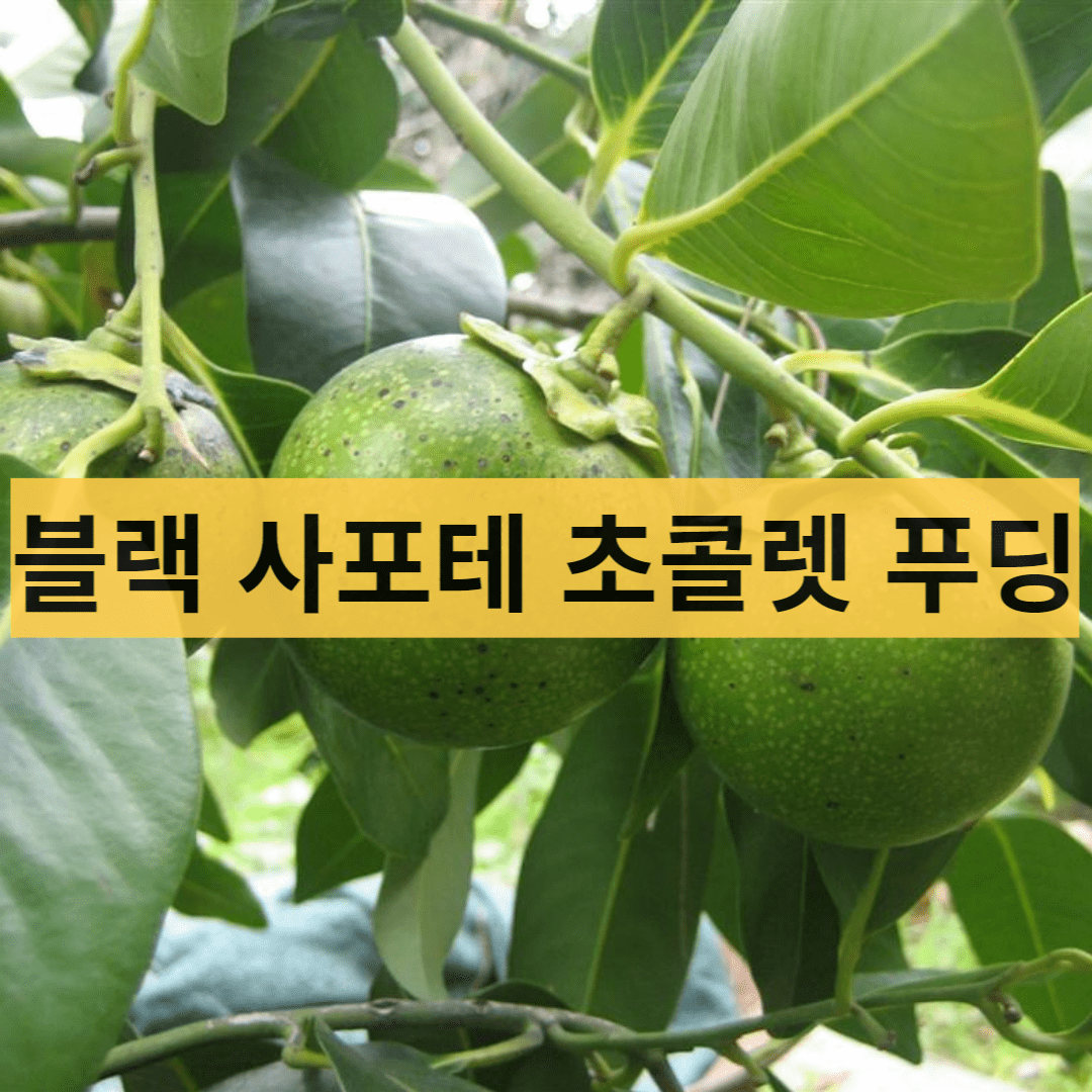  초콜릿 푸딩같이 생긴 블랙 사포테의 효능
