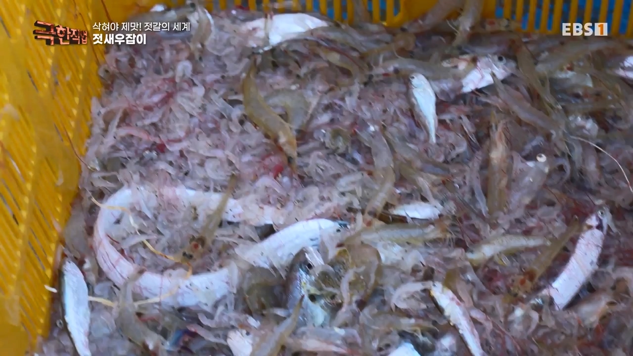 TV - 전 국민의 평생학교 EBS삭혀야 제맛! 젓갈의 세계.mp4_20231125_190842.238.jpg