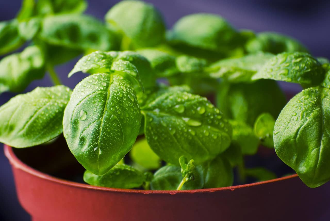 초보자를 위한 실내 허브 키우기 – 쉽고 향기로운 관리 가이드 - Indoor Plant Selection Tips for Beginners