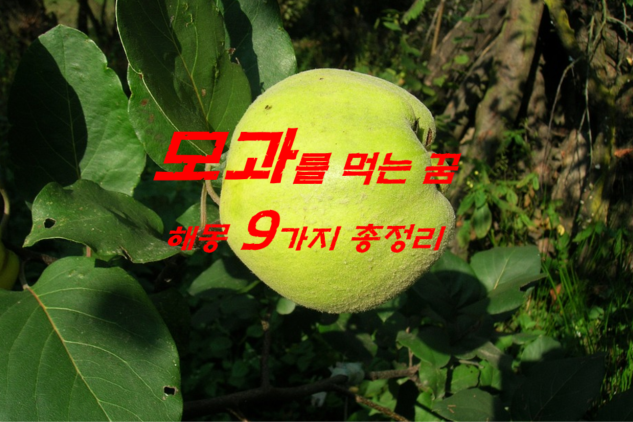  모과꿈 해몽 7가지 총정리