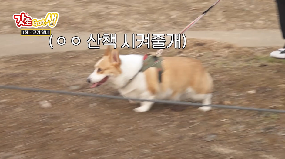 요즘 강아지 산책 한번 시켜주고 받는 비용...jpg | 인스티즈