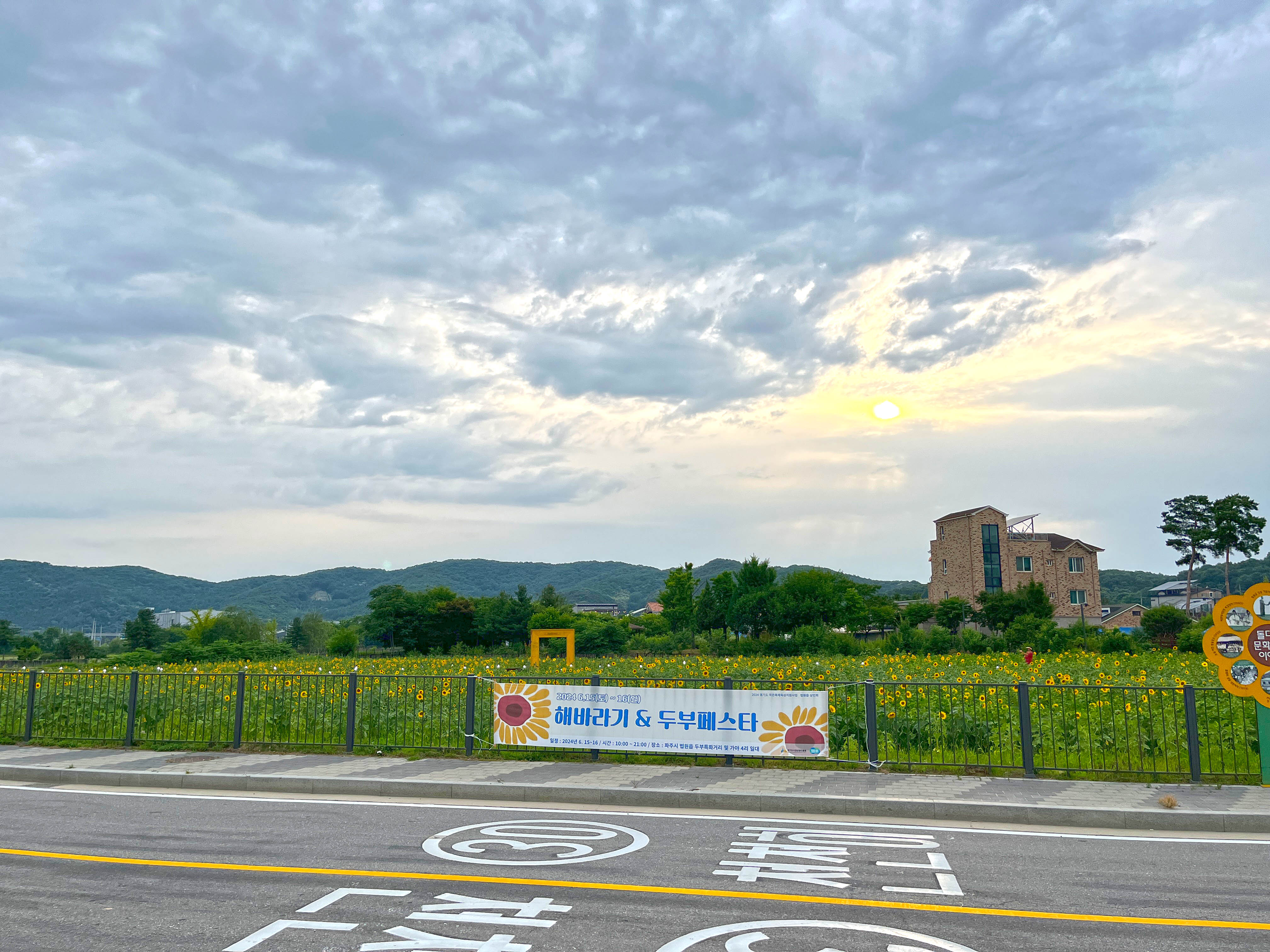 법원읍 해바라기축제