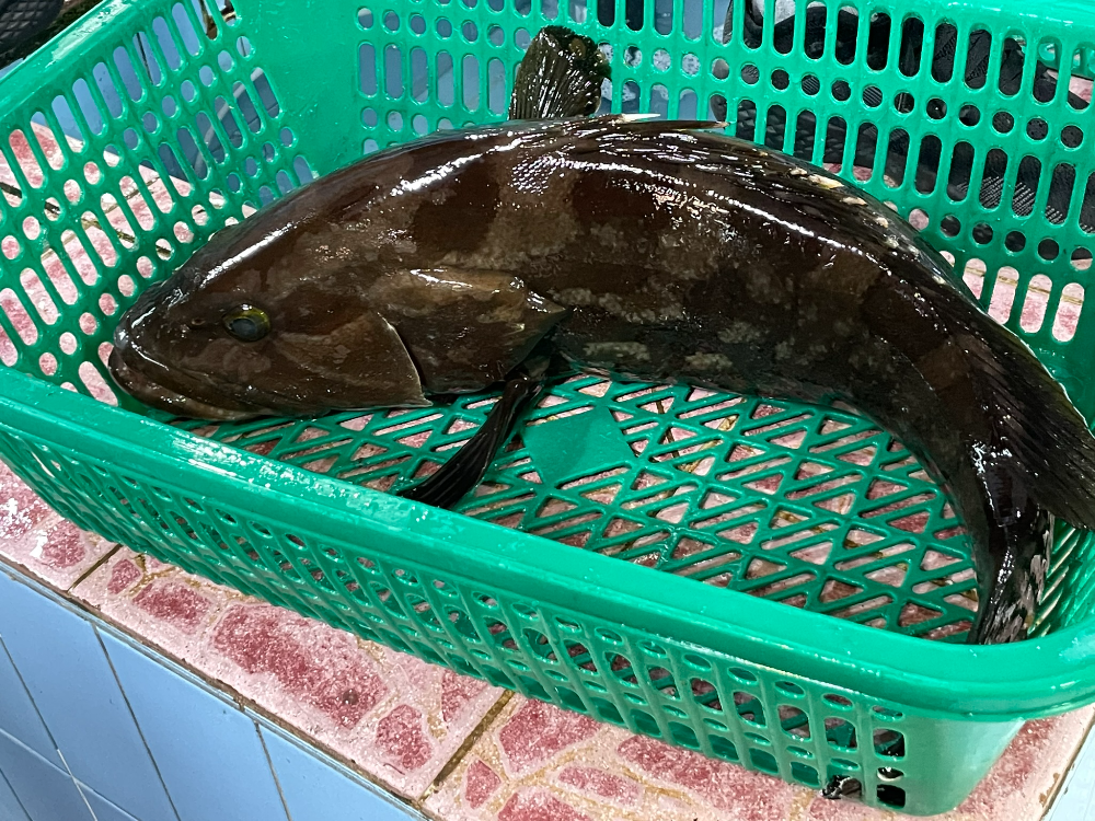 다금바리 회