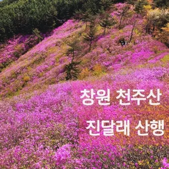 천주산 진달래축제 등산코스 맛집_18