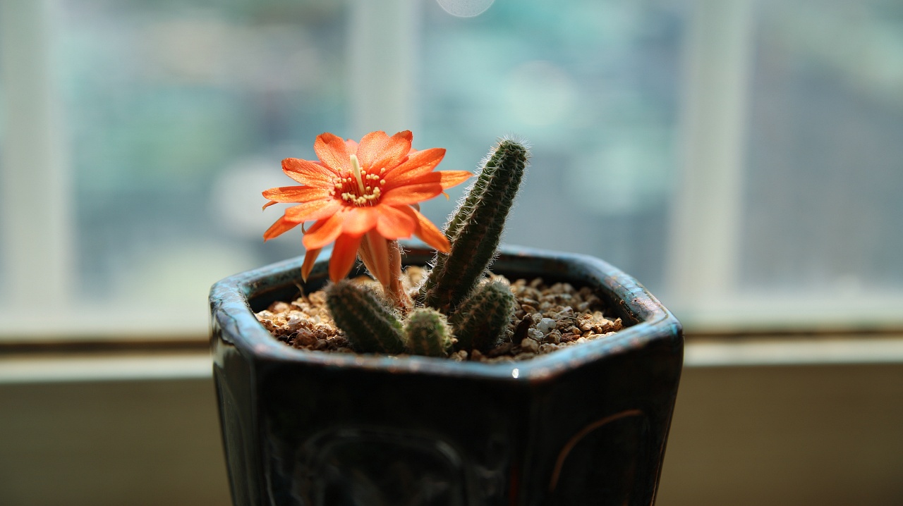  선인장 꽃