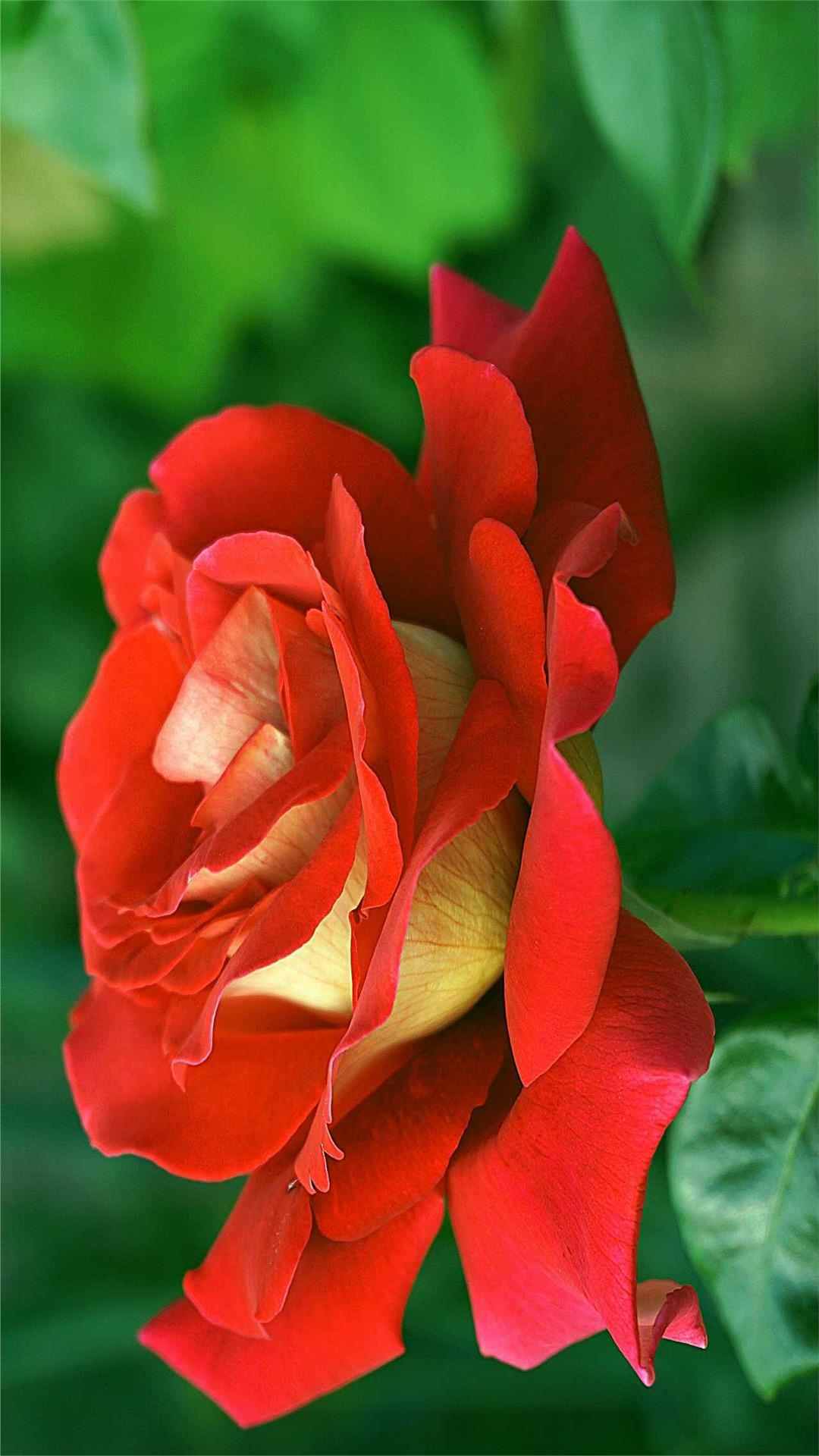 Rose Flower iPhone Wallpaper