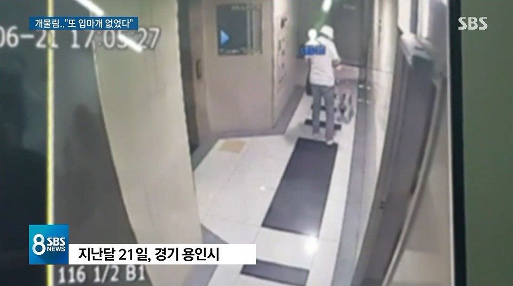  폭스 테리어 사고