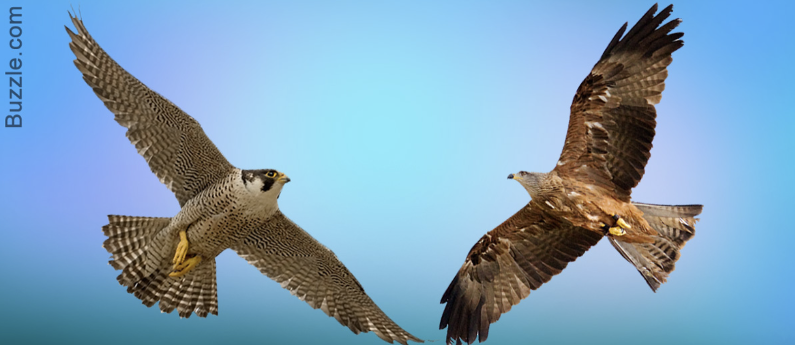 falcon and hawk