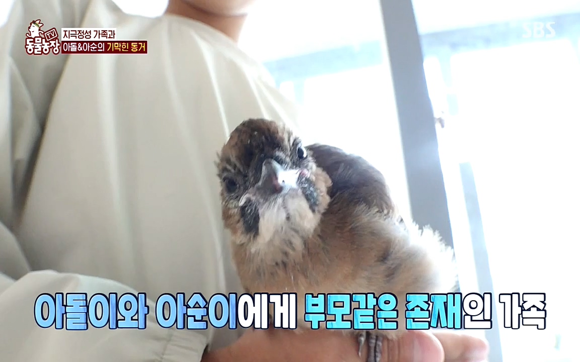 TV 동물농장.E1075.220627p-NEXT.mp4_20220626_175604.791.jpg