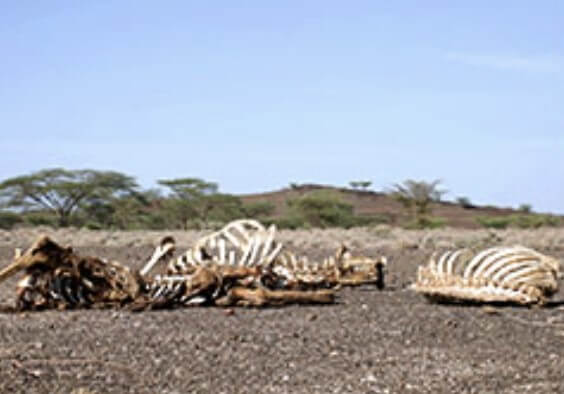가뭄으로 말라죽은 동물들